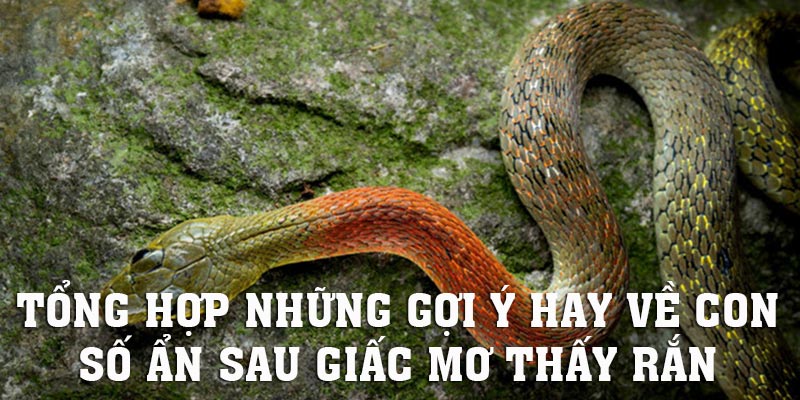 Giấc mơ thấy rắn thì nên đánh số gì tại MB66?