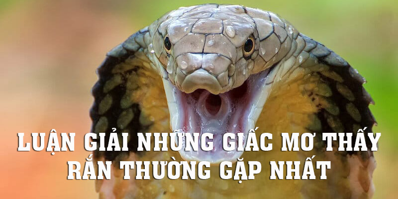 Cùng MB66 giải mã những giấc mơ thấy rắn hay nhất