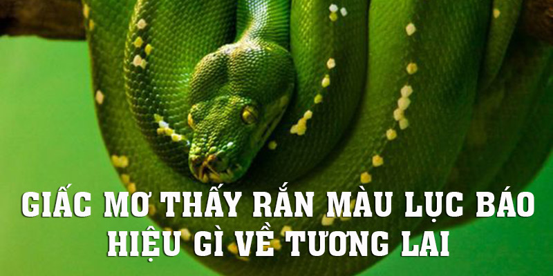 Điềm báo là gì khi có giấc mơ thấy rắn màu lục