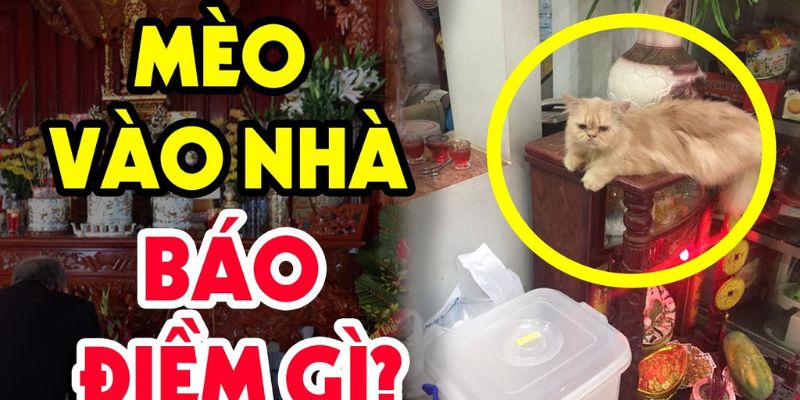Khám phá số đẹp nhờ nằm mơ thấy mèo đen