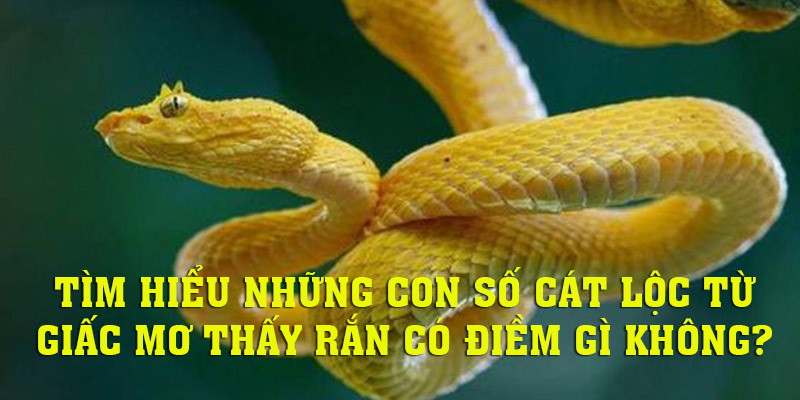 Con số ẩn sau những giấc mơ thấy rắn có điềm gì không