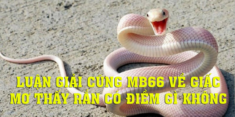 Giải mã về giấc mơ thấy rắn có điềm gì không