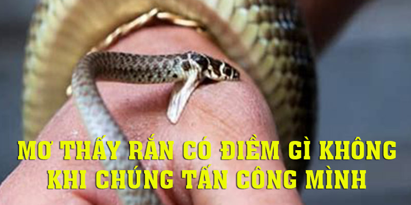 Mơ thấy rắn có điềm gì không khi bị cắn